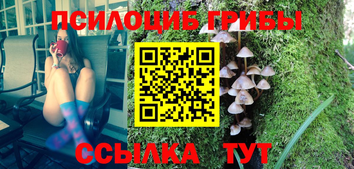 Псилоцибиновые грибы Psilocybe Казань
